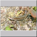 Zootoca vivipara - Waldeidechse 19a OS-Wallenhorst-Tongrube.jpg